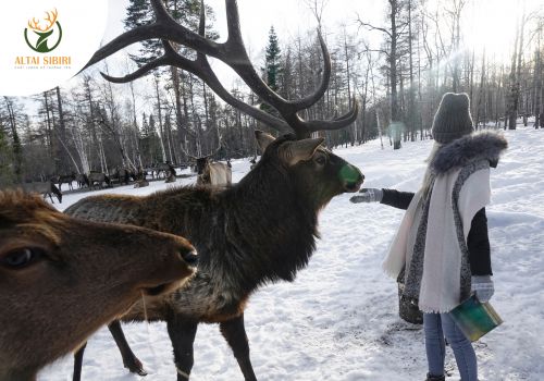 Khám phá các loài Hươu đặc trưng trên thế giới