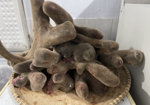 Nhung Hươu có công dụng gì? và đối tượng nào nên dùng?