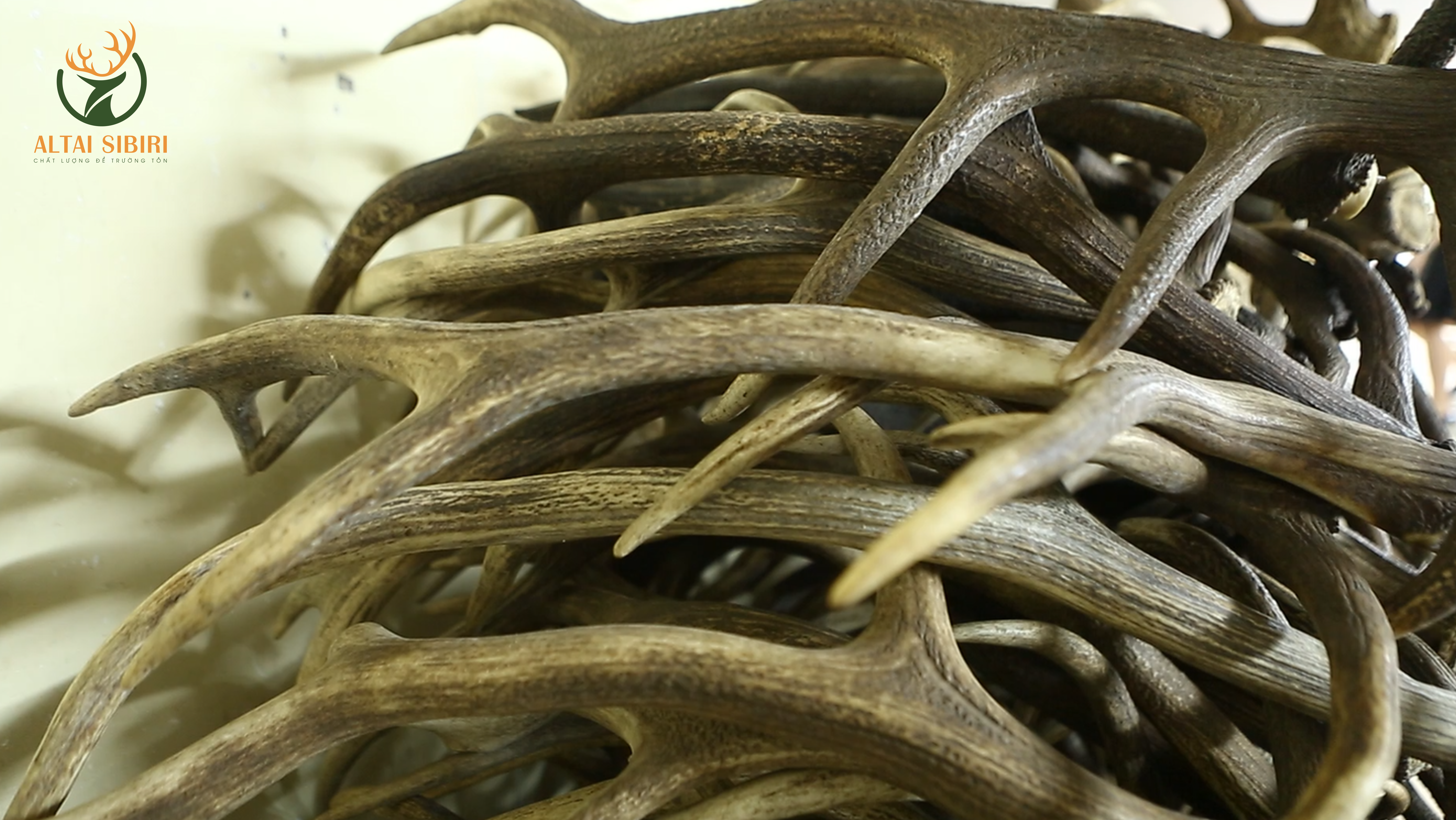 sừng gạc altai sibiri