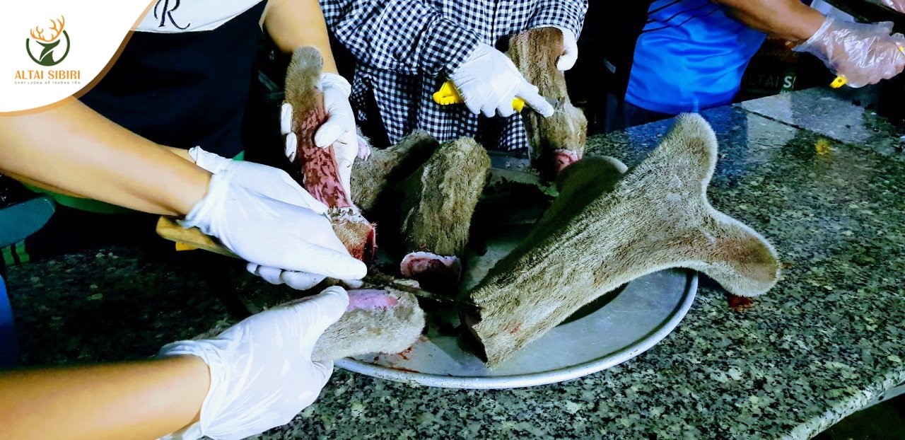 sơ chế nhung hươu altai sibiri