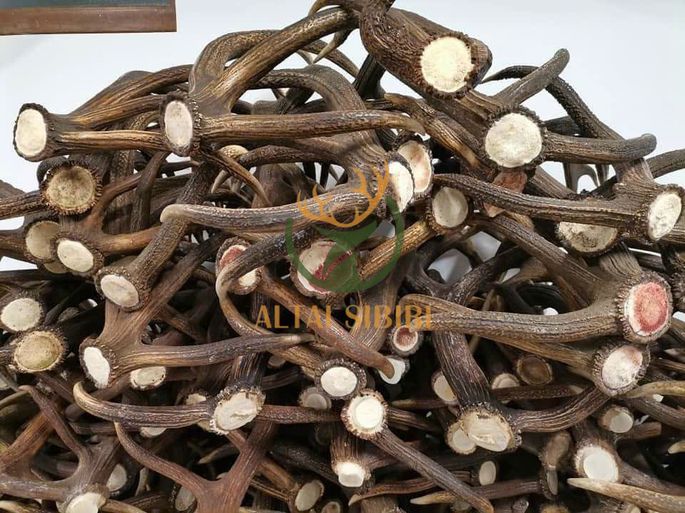 gạc hươu đỏ 3