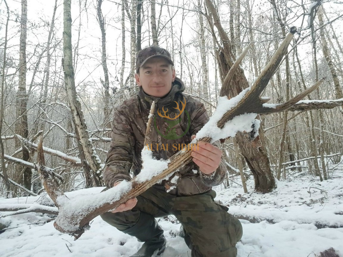 gạc hươu đỏ 6