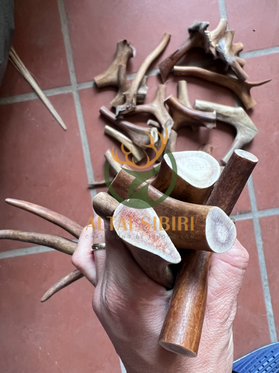 sừng tuần lộc 7