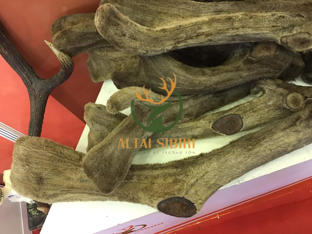 Nhung Hươu Khô Nguyên Chiếc, cắt khúc  Sibiri ( giống Maral)