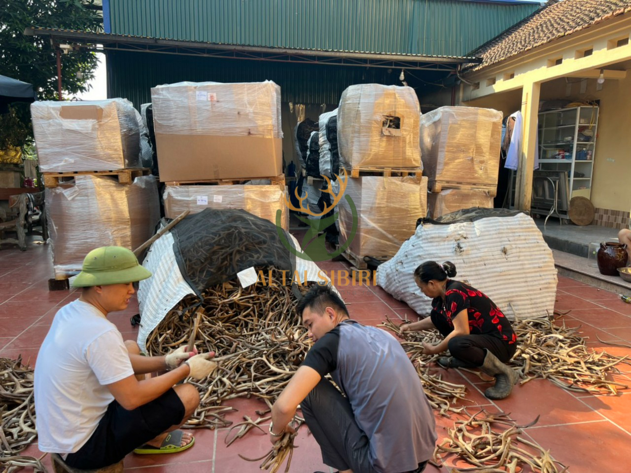 Sừng Hươu Cắt Khúc 